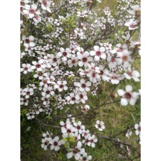 Leptospermum scoparium Leptospermum scoparium